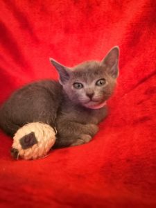 Korat Kitten weiblich 6 wochen alt
