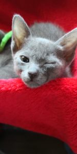 Kitten 8 Wochen alt