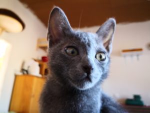 Korat Kitten