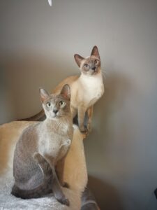 Amara & Chimlin